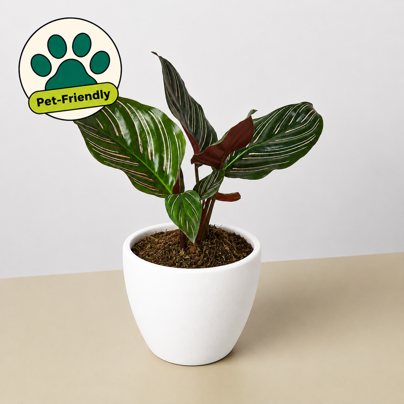 Load image into Gallery viewer, Calathea 'Ornata'
