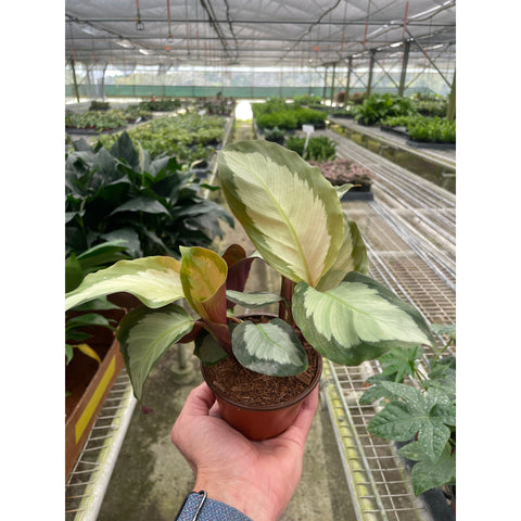 Calathea Picturata