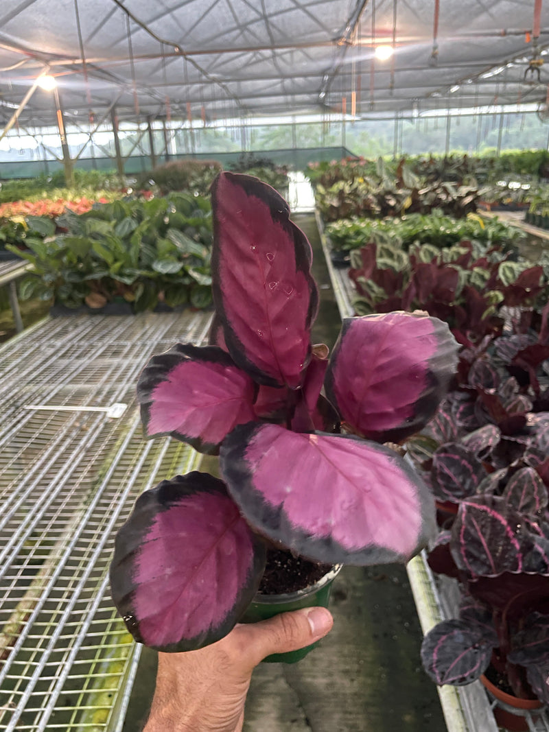 Load image into Gallery viewer, Calathea 'Purple Rose'
