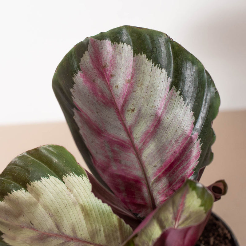 Load image into Gallery viewer, Calathea roseopicta 'Silvia'
