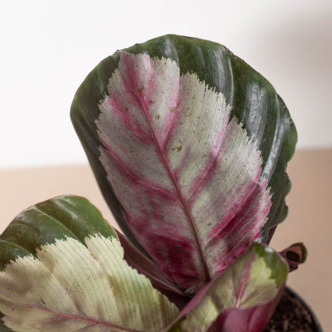 Calathea roseopicta 'Silvia', additional product view 2