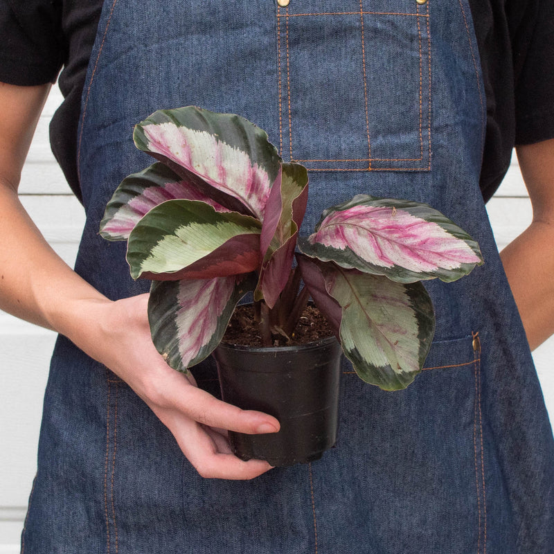Load image into Gallery viewer, Calathea roseopicta 'Silvia'
