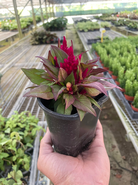 Celosia flowering plant