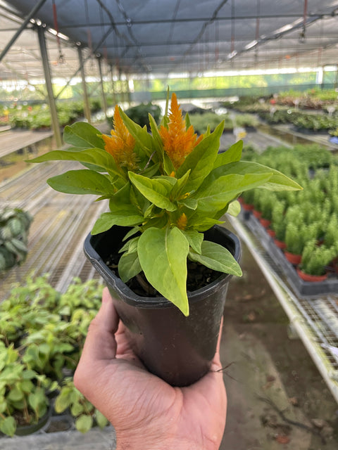 Celosia, additional product view 2