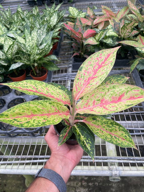 Chinese Evergreen Karat