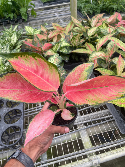Chinese Evergreen Pink Pearl