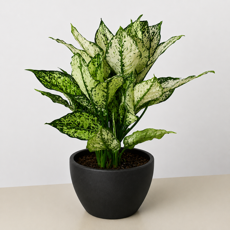 Load image into Gallery viewer, Chinese Evergreen 'First Diamond'
