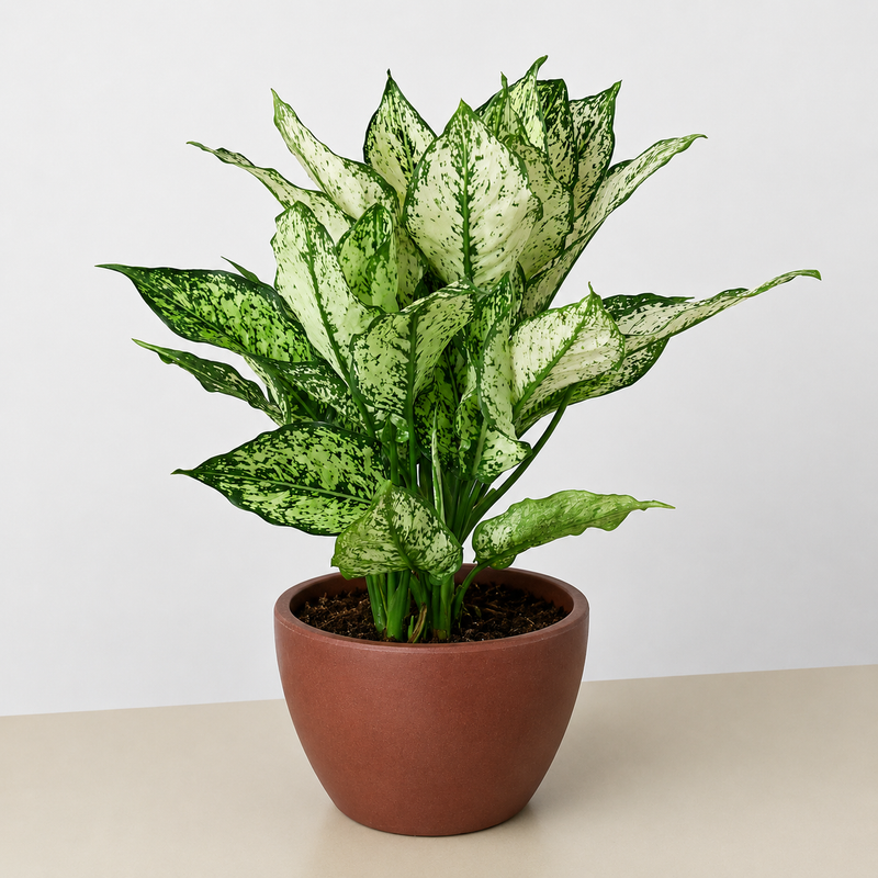 Load image into Gallery viewer, Chinese Evergreen 'First Diamond'
