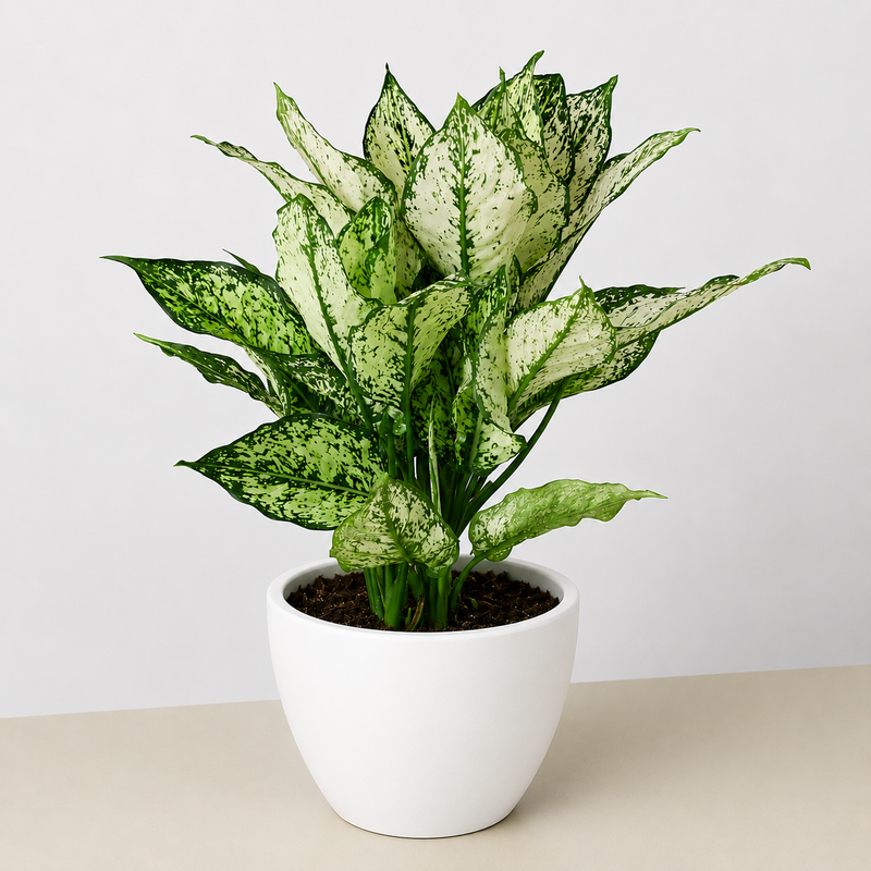 Load image into Gallery viewer, Chinese Evergreen 'First Diamond'
