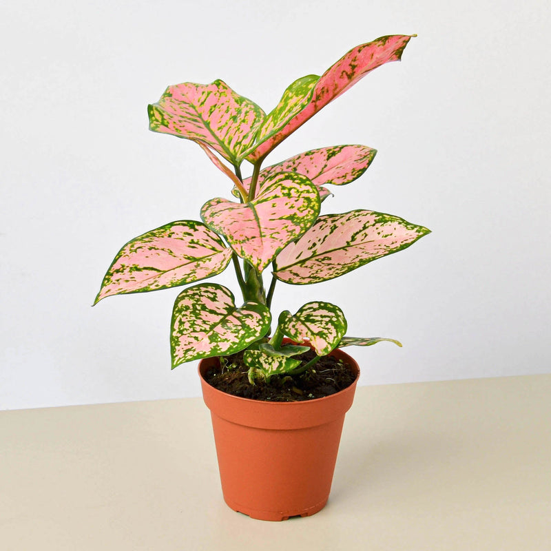 Load image into Gallery viewer, Chinese Evergreen 'Lady Valentine'
