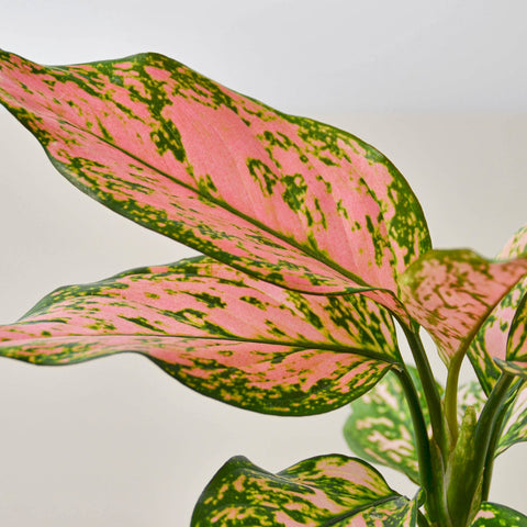 Chinese Evergreen 'Lady Valentine', additional product view 2