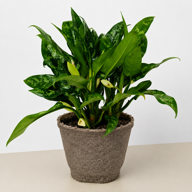 Load image into Gallery viewer, Chinese Evergreen 'Maria'
