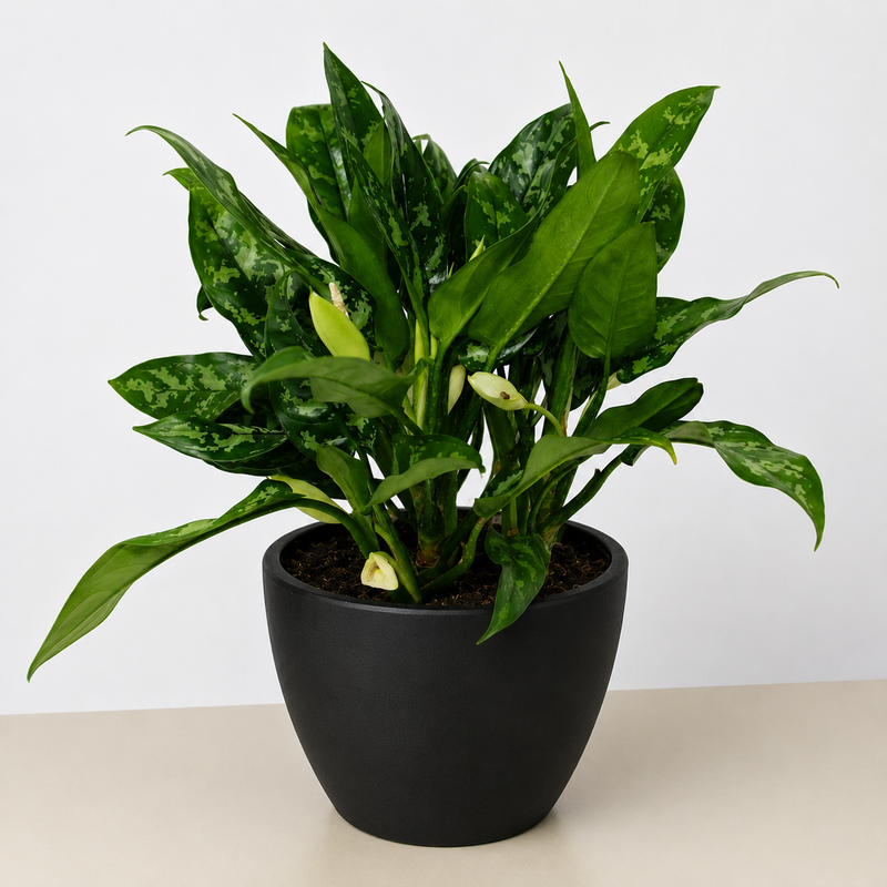 Load image into Gallery viewer, Chinese Evergreen 'Maria'
