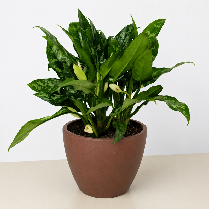 Load image into Gallery viewer, Chinese Evergreen 'Maria'
