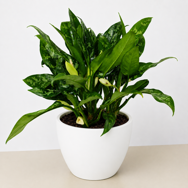 Load image into Gallery viewer, Chinese Evergreen 'Maria'

