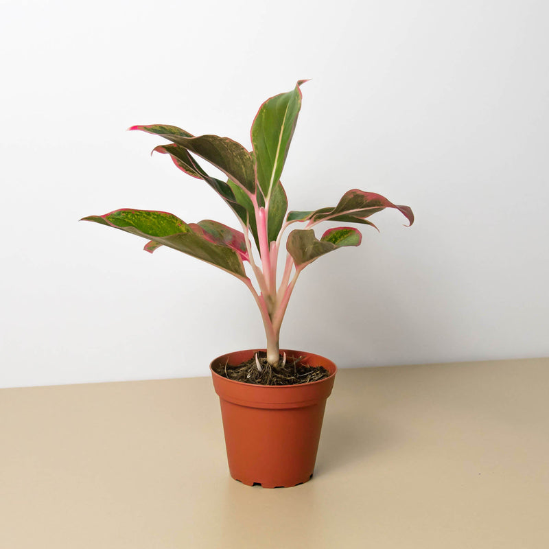 Load image into Gallery viewer, Chinese Evergreen 'Red Siam'
