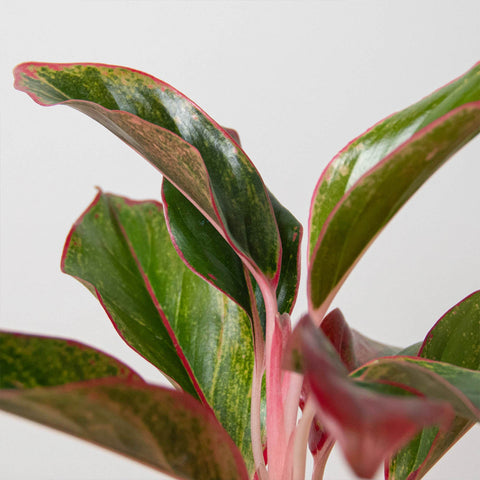 Chinese Evergreen 'Red Siam', additional product view 2