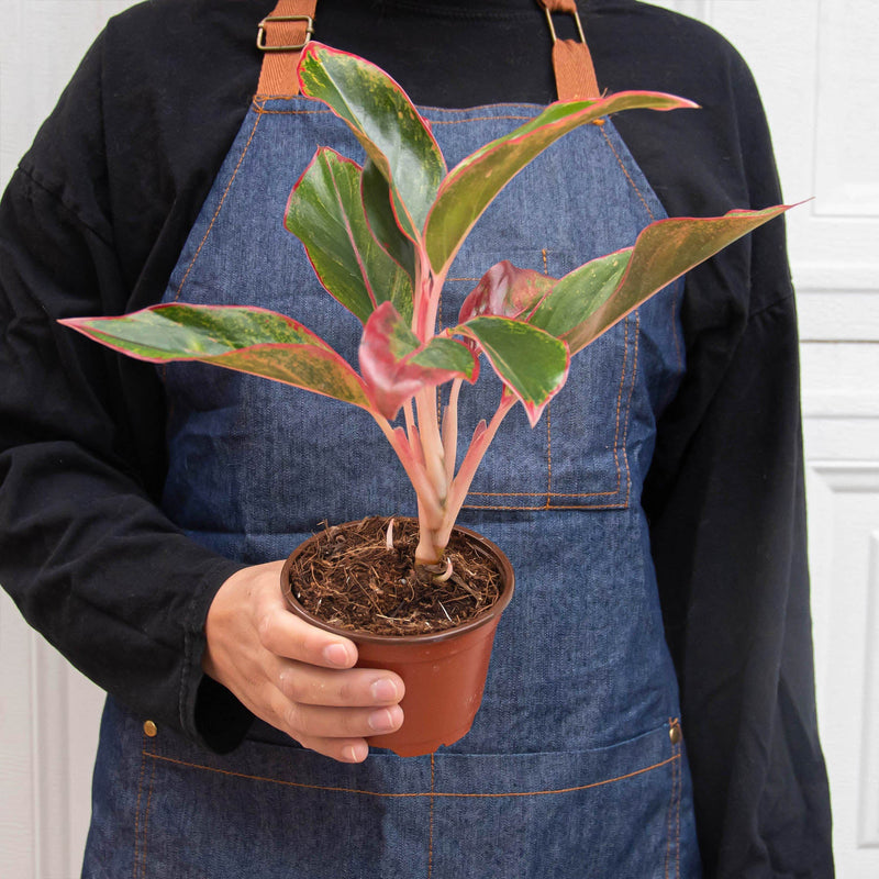 Load image into Gallery viewer, Chinese Evergreen 'Red Siam'
