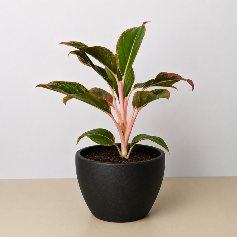 Load image into Gallery viewer, Chinese Evergreen 'Red Siam'
