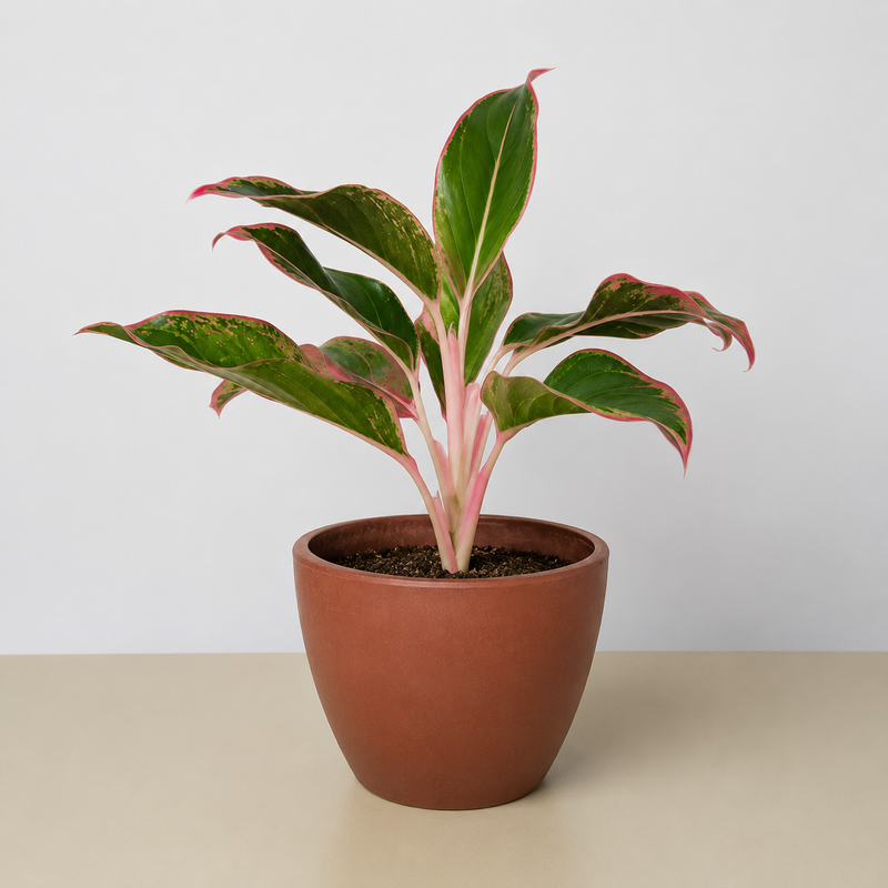 Load image into Gallery viewer, Chinese Evergreen 'Red Siam'
