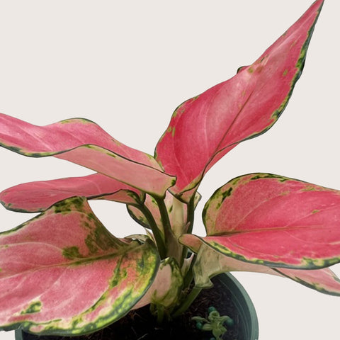 Chinese Evergreen 'Rich Red', additional product view 2