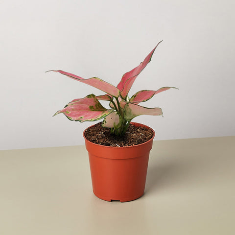 Chinese Evergreen Rich Red