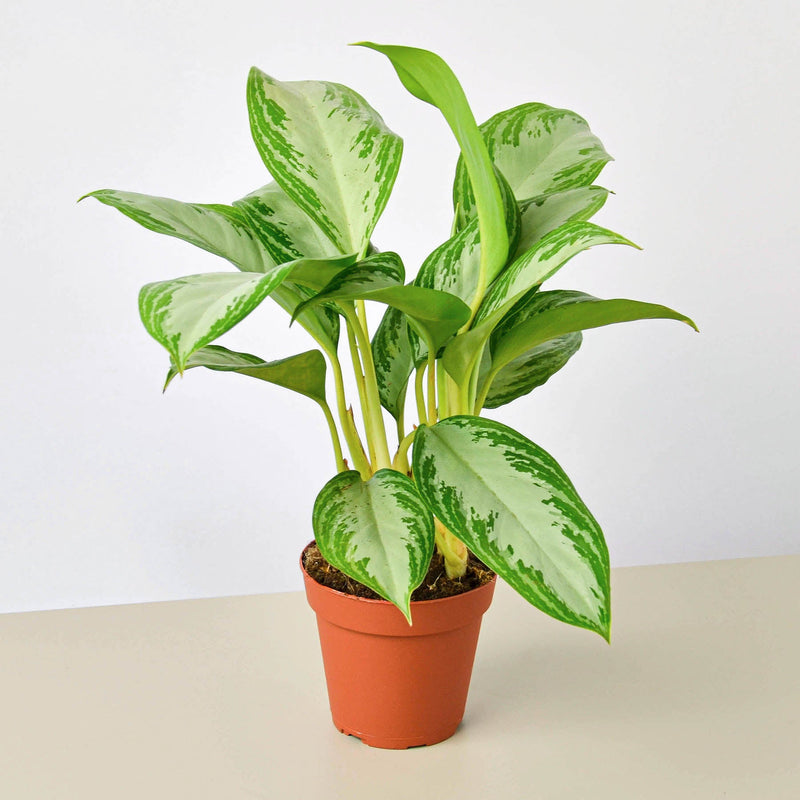 Load image into Gallery viewer, Chinese Evergreen 'Silver Bay'
