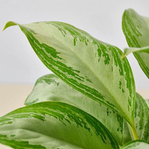 Chinese Evergreen 'Silver Bay', additional product view 2