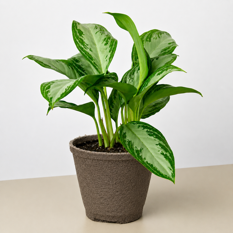 Load image into Gallery viewer, Chinese Evergreen 'Silver Bay'
