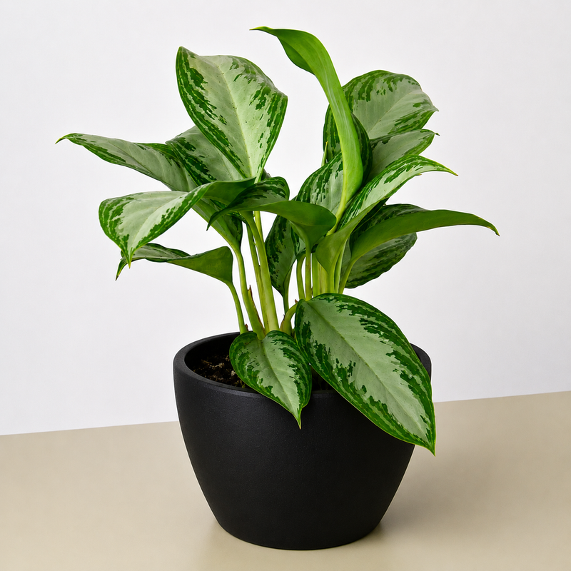 Load image into Gallery viewer, Chinese Evergreen 'Silver Bay'
