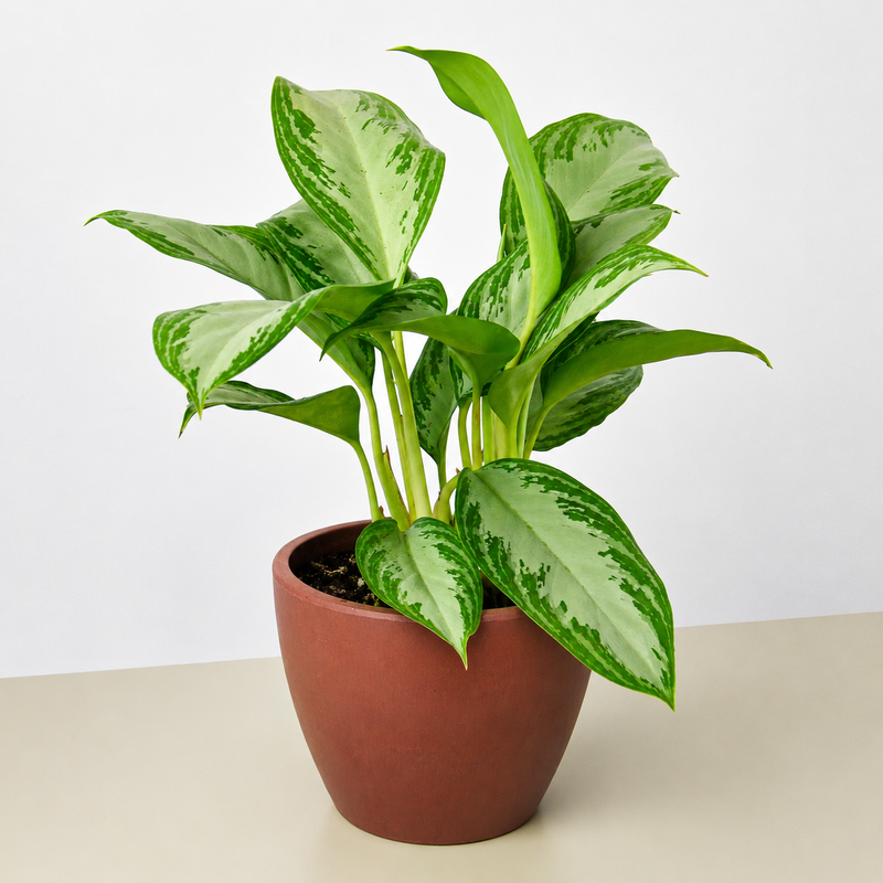 Load image into Gallery viewer, Chinese Evergreen 'Silver Bay'
