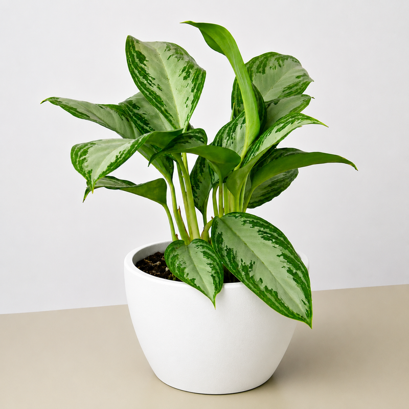 Load image into Gallery viewer, Chinese Evergreen 'Silver Bay'
