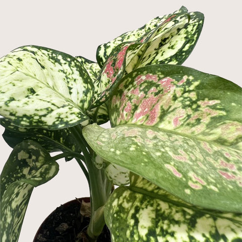 Chinese Evergreen 'Wishes', additional product view 2
