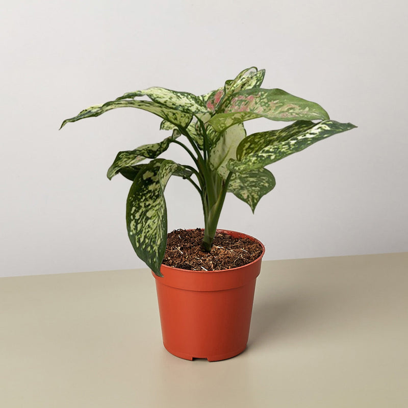Load image into Gallery viewer, Chinese Evergreen 'Wishes'
