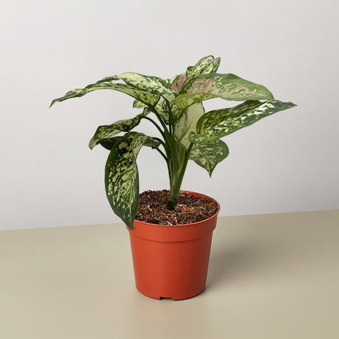 Chinese Evergreen Wishes