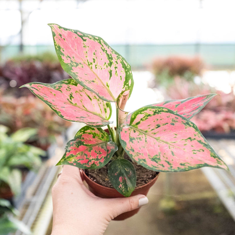 Load image into Gallery viewer, Chinese Evergreen 'Lady Valentine'
