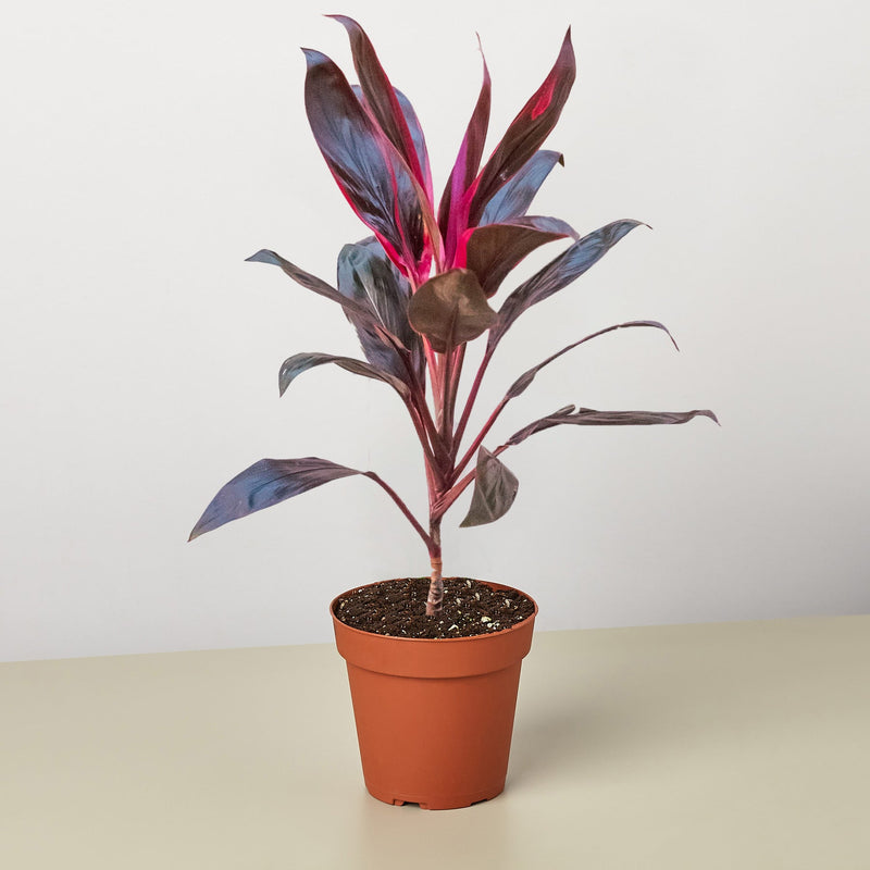 Load image into Gallery viewer, Cordyline 'Calypso Queen'
