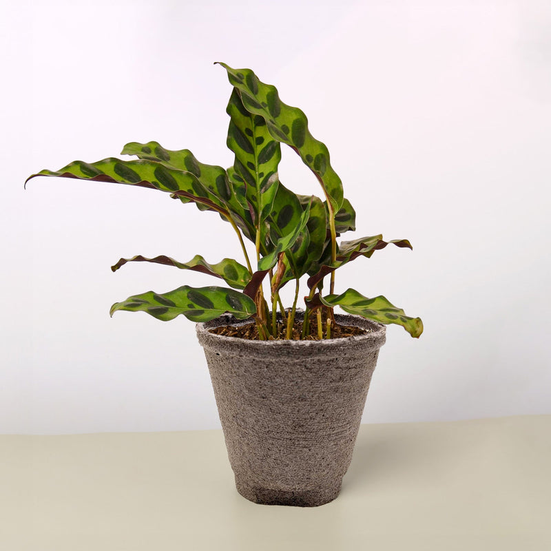 Load image into Gallery viewer, Calathea Lancifolia 'Rattlesnake'
