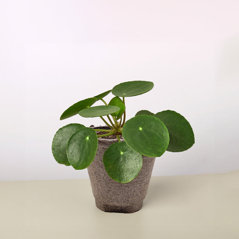 Load image into Gallery viewer, Pilea Peperomioides 'Chinese Money'
