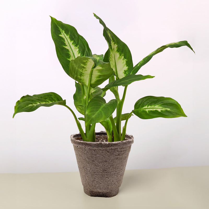 Load image into Gallery viewer, Dieffenbachia Camille
