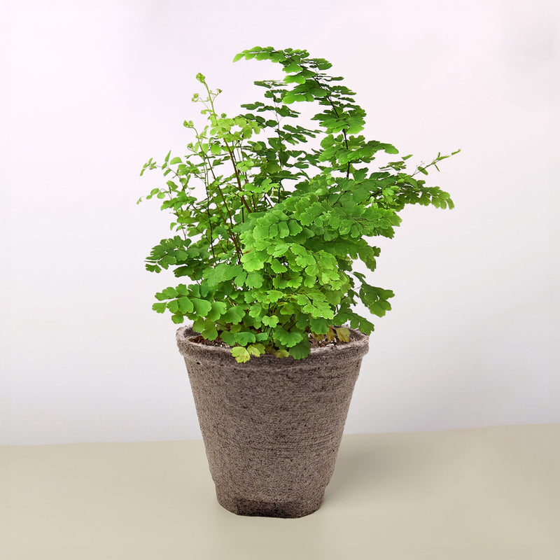 Load image into Gallery viewer, Maidenhair Fern
