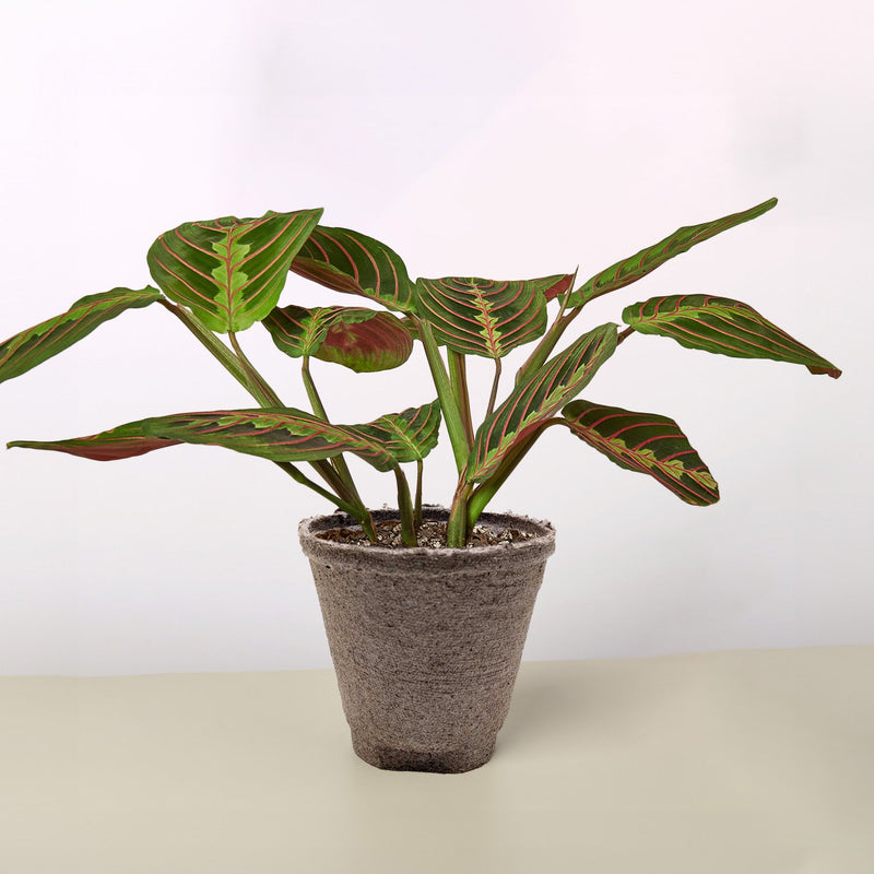 Load image into Gallery viewer, Maranta 'Red Prayer'
