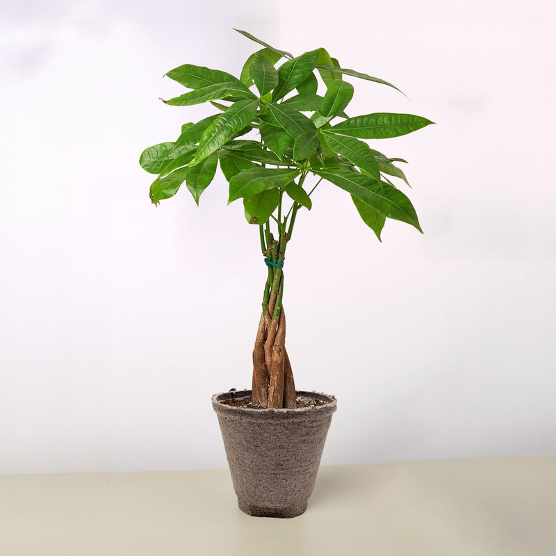 Load image into Gallery viewer, Money Tree 'Guiana Chestnut' Pachira Braid
