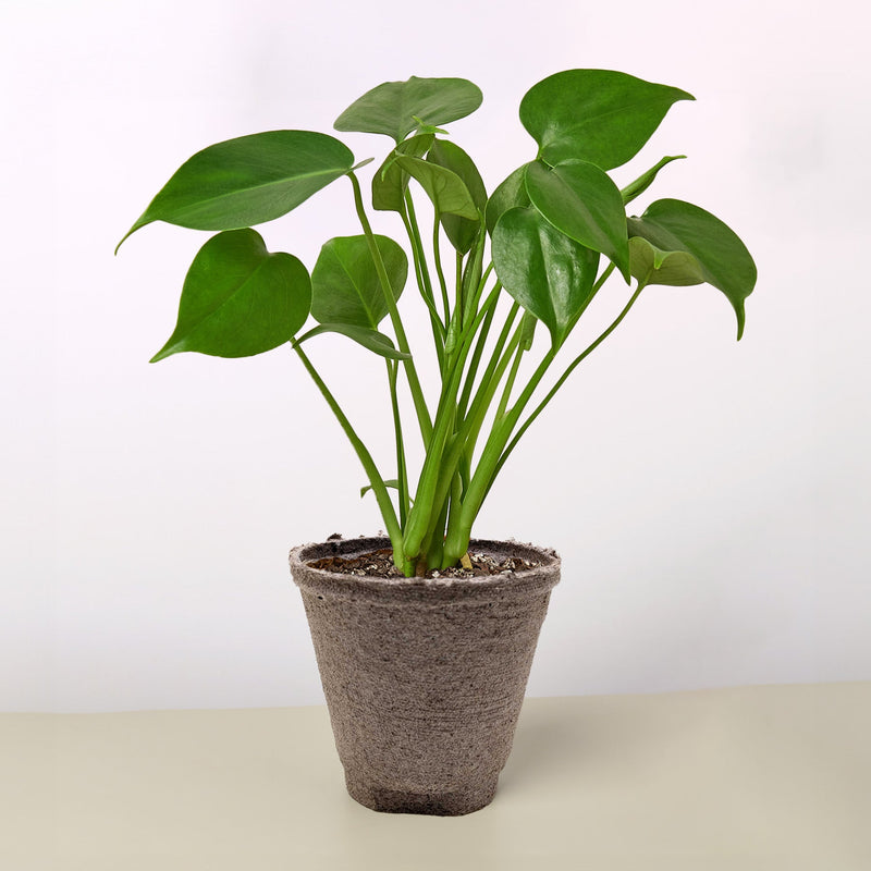 Load image into Gallery viewer, Monstera 'Split-Leaf'
