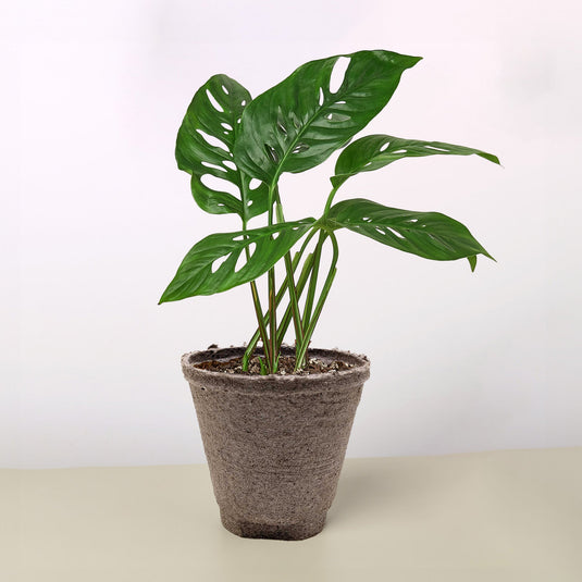 Monstera Adansonii 'Swiss Cheese'