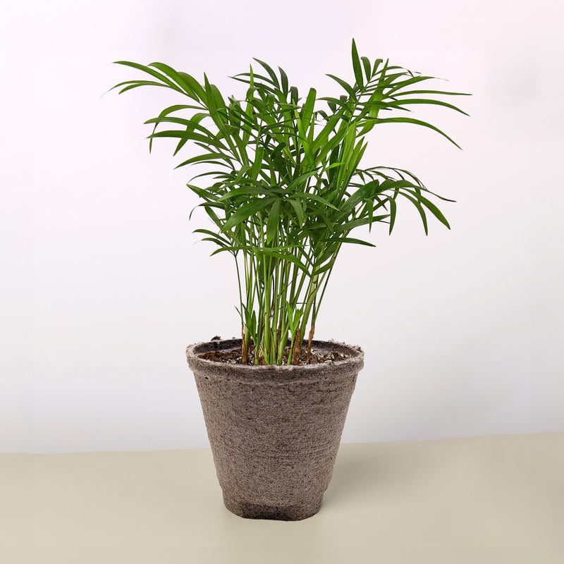 Load image into Gallery viewer, Parlor Palm
