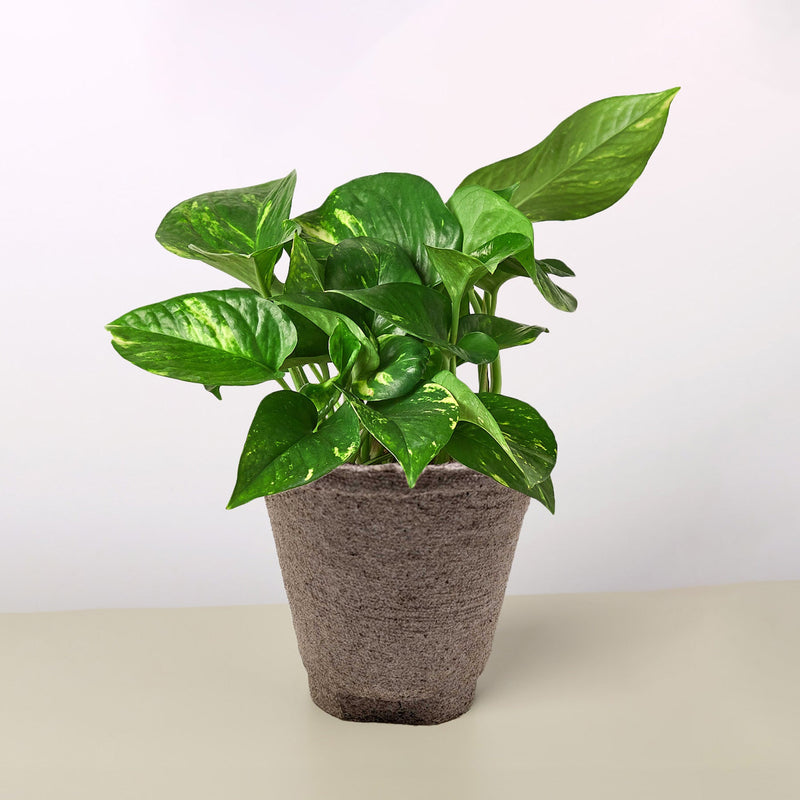 Load image into Gallery viewer, Pothos 'Golden'
