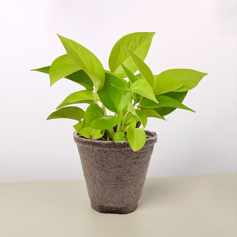 Load image into Gallery viewer, Pothos 'Neon'

