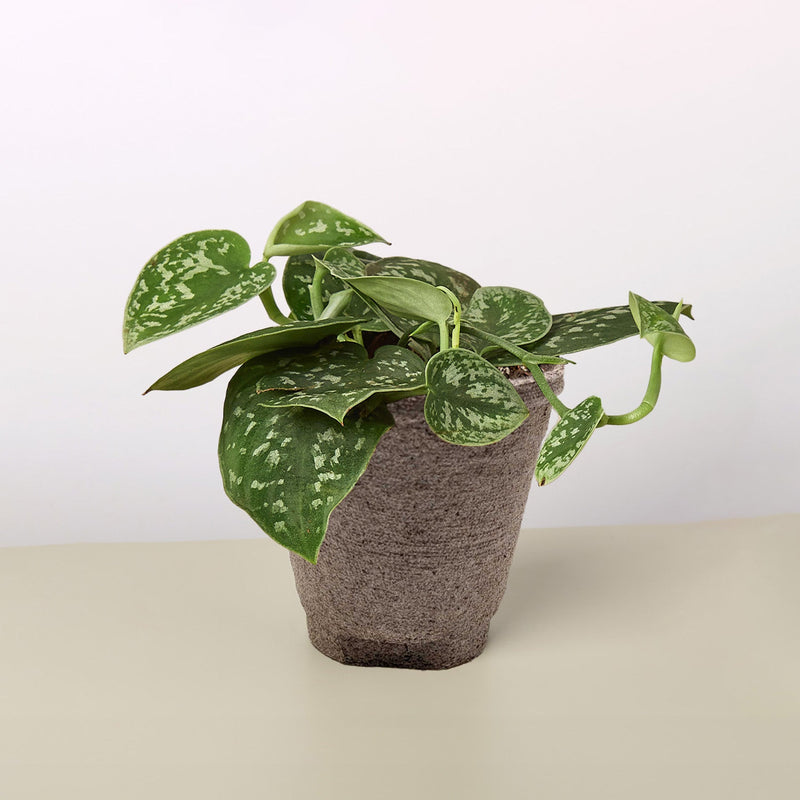 Load image into Gallery viewer, Pothos 'Satin'
