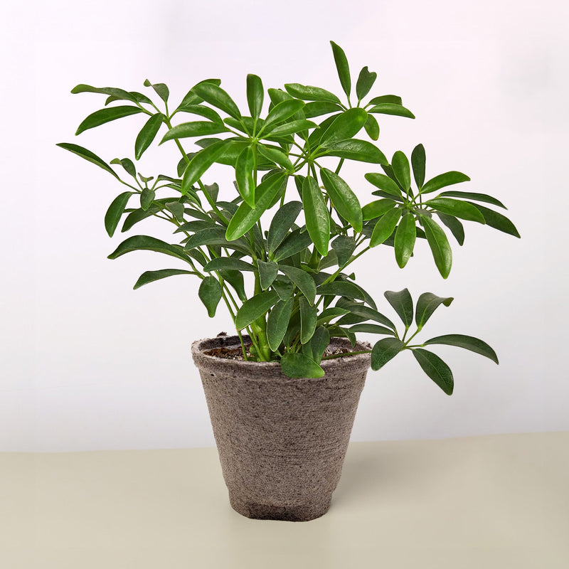 Load image into Gallery viewer, Schefflera Arboricola
